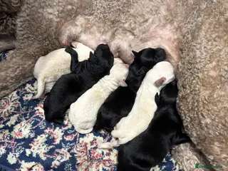 Labradoodle dogs Labradoodle puppies for sale - Advert 1