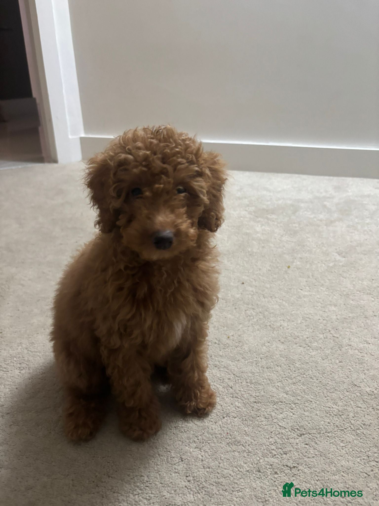 Cavapoo dogs Cavapoo named Charlie in Altrincham - Advert 1