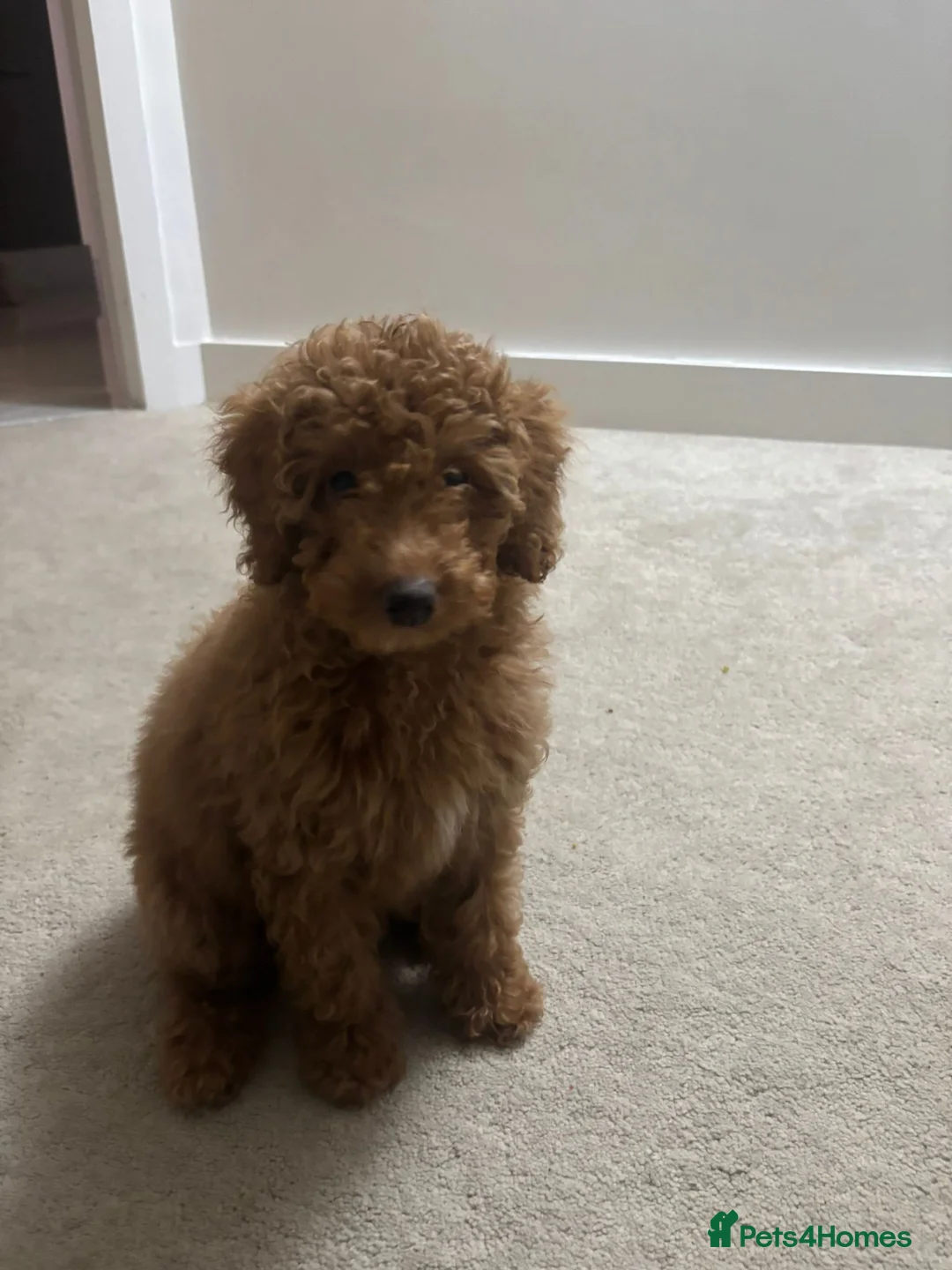 Cavapoo dogs for sale: Cavapoo named Charlie in Altrincham - Advert 1