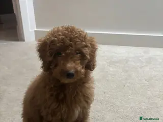 Cavapoo dogs Cavapoo named Charlie in Altrincham - Advert 1