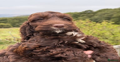 Cockapoo dogs - Advert 4