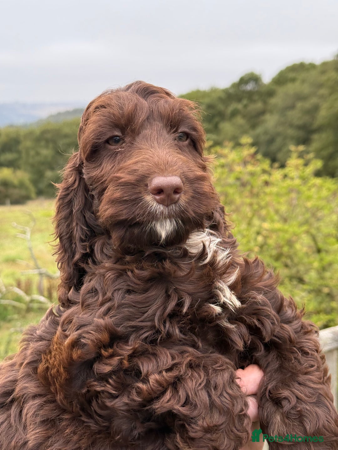 Cockapoo dogs for sale: F1 Choc Show Cockapoo Girl ready for walkies  - Image 3