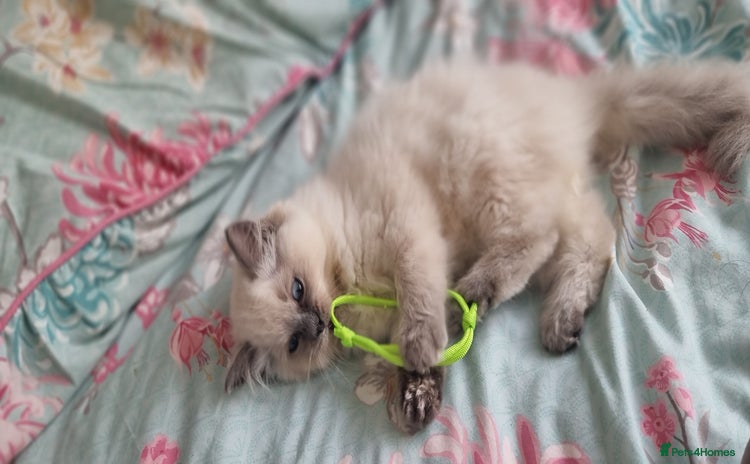 Ragdoll cats - Advert 2