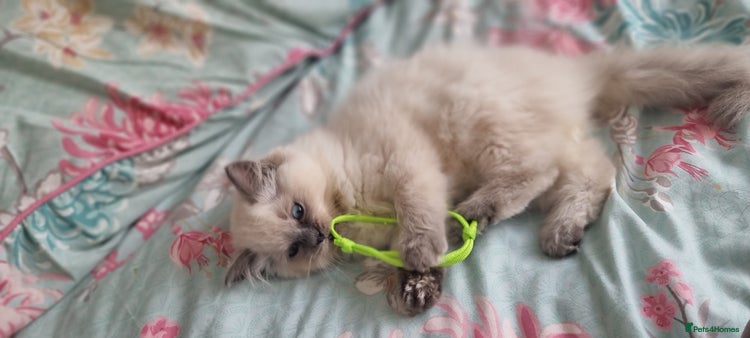 Ragdoll cats - Advert 13