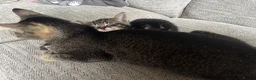 Mixed Breed cats for sale: Three Handsome Tabbies for sale!  in Fareham - Advert 10