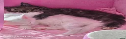 Maine Coon cats for sale: Kittens - Advert 4