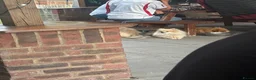 Bengal cats for sale: Beautiful Bengal X Kittens  - Advert 20