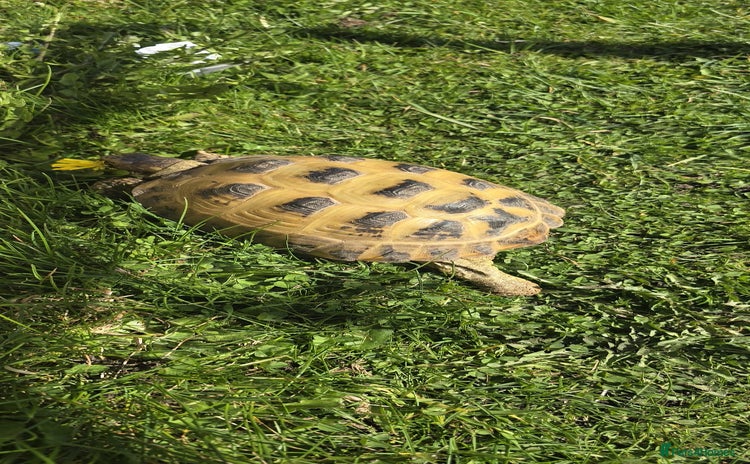 Tortoise reptiles - Advert 1