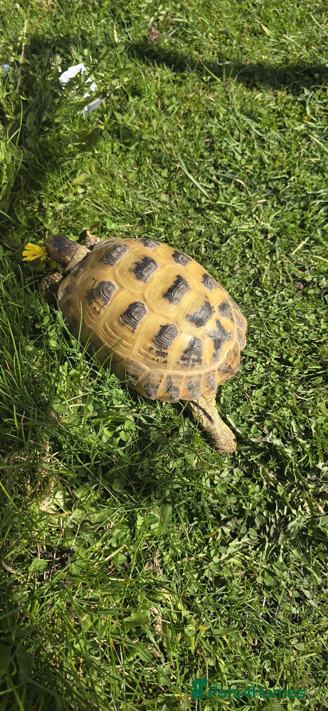 Tortoise reptiles for sale: Horsfield tortoise - Image 1