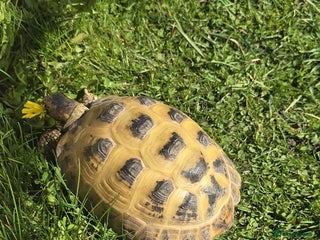 Tortoise reptiles - Advert 6