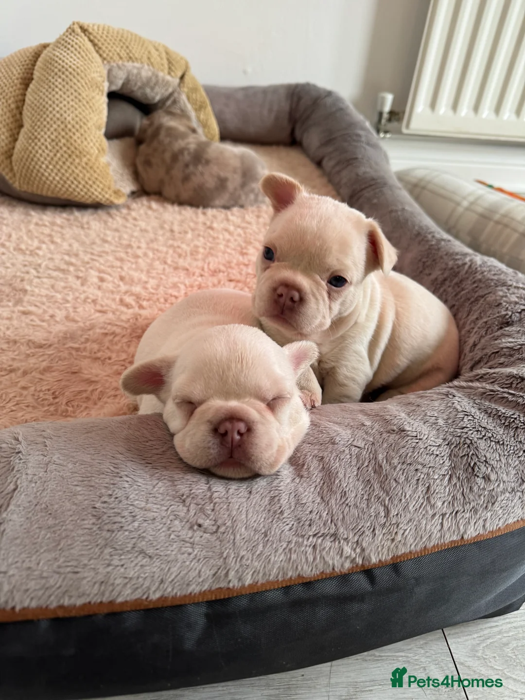 French Bulldog dogs for sale: platinum and Isabella blue fawn French bulldog  - Advert 12