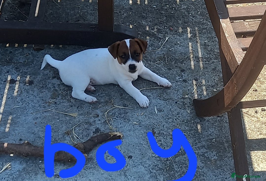 Jack Russell dogs for sale: Pure jackrussell pups ready for there forever home - Image 3