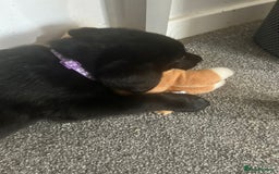 Mixed Breed dogs for sale: 6 lab cross german shepherd beautys - Image 5