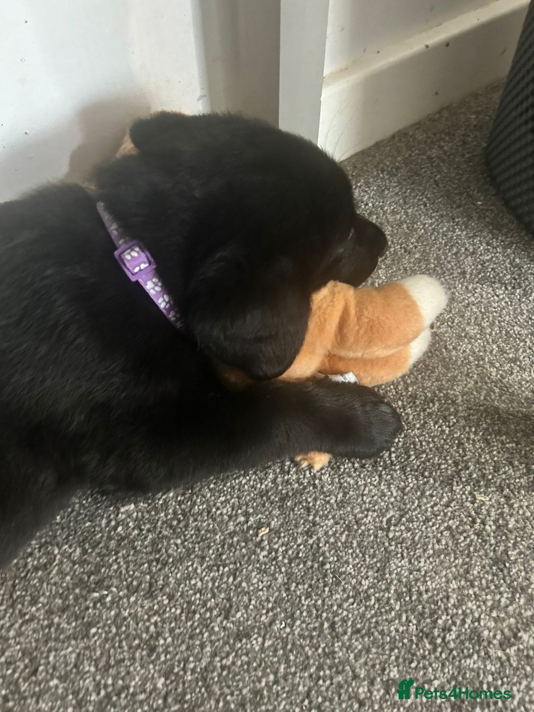 Mixed Breed dogs for sale: 6 lab cross german shepherd beautys - Image 5