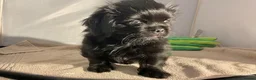 Mixed Breed dogs for sale: ADORABLE SHIH TZU/CHIHUAHUA - Advert 7