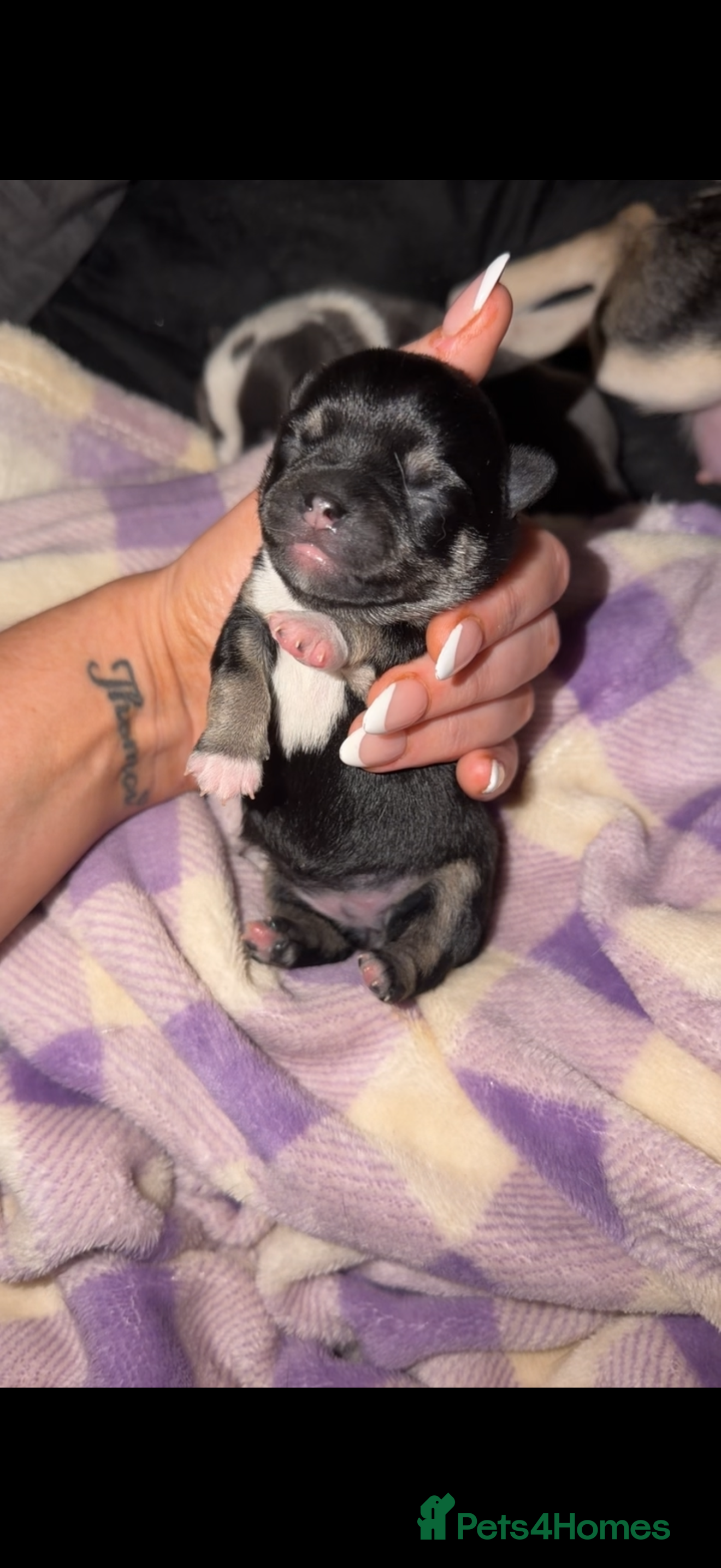 Chihuahua dogs for sale: 1 black & tan stunning girl🩷 - Advert 6