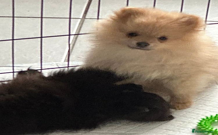 Pomeranian dogs - Advert 3