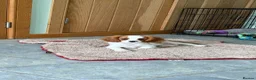 Cavalier King Charles Spaniel dogs for sale: K C Reg Fully Vaccinated  - Advert 7