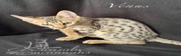 Savannah cats for sale: Excellent Quality Tica Registered Purebred kittens - Advert 9