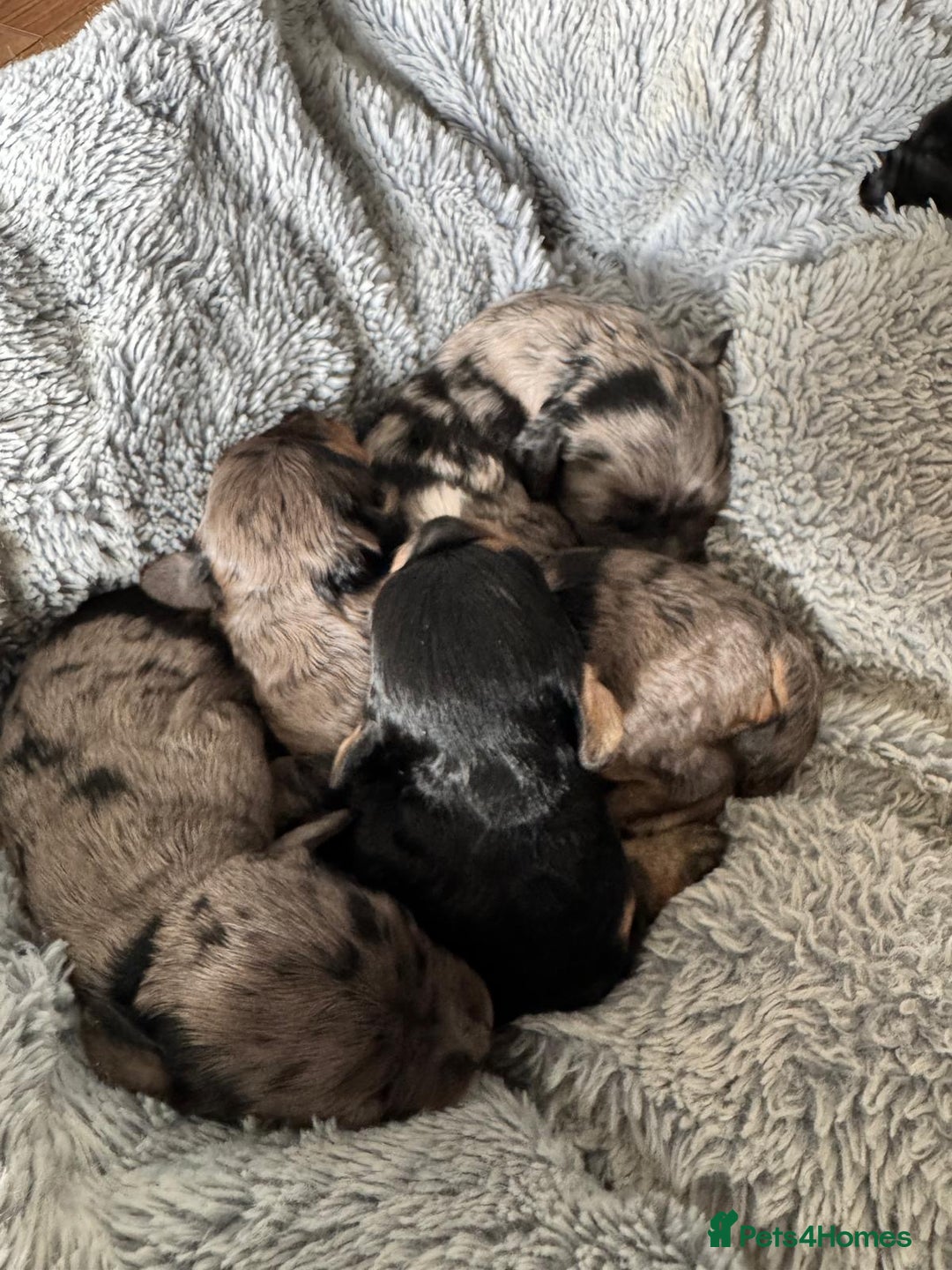 Cavapoo dogs for sale: ⭐ F1 Merle Cavapoos Extensively Health Tested⭐ - Image 4