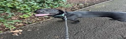 Labrador Retriever dogs for sale: Rehome  - Advert 6