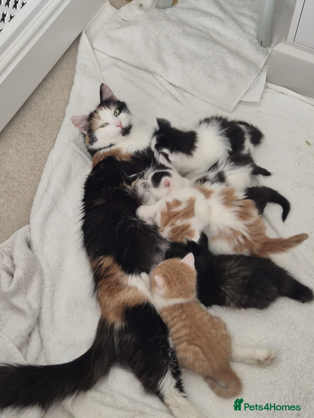 Mixed Breed cats for sale: 7 adorable fluffy kittens  - Advert 1