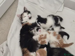 Mixed Breed cats 7 adorable fluffy kittens - Advert 1