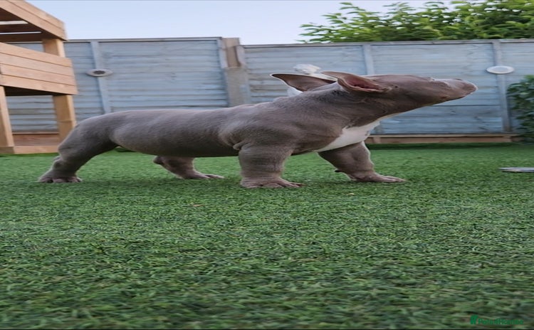 American Bully dogs - Advert 1