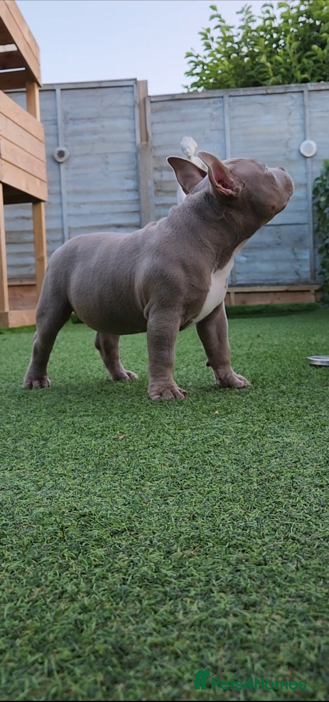 American Bully dogs for sale: American Bully female with extreme future  - Image 1