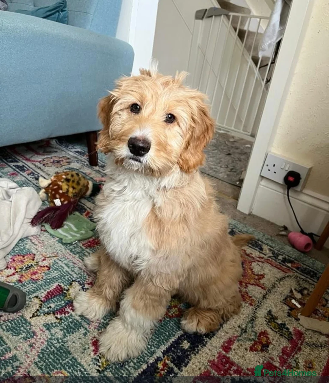 Poodle dogs for stud:  CHCHOCOLATE MERLE POODLE CARRYING PARTI in Todmorden - Advert 14