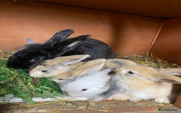 Lionhead rabbits for sale: Lion head rabbits - Image 2