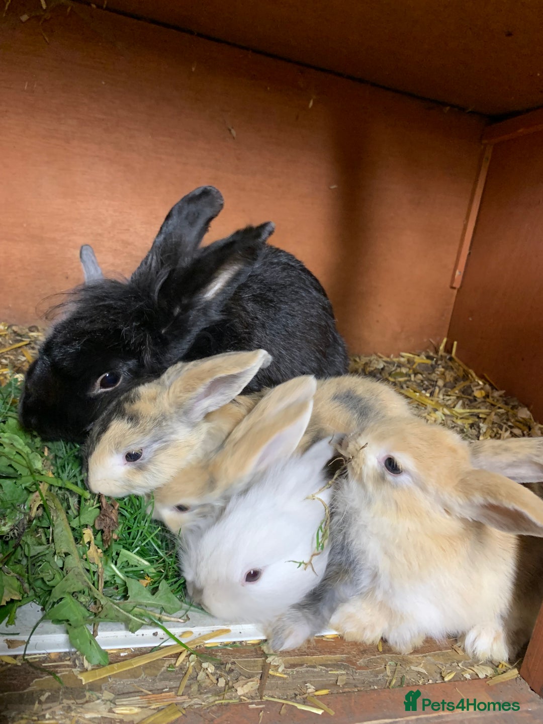 Lionhead rabbits for sale: Lion head rabbits - Image 2