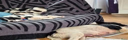 English Springer Spaniel dogs for sale: Springer spaniel puppy's.  - Advert 3