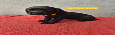 Springador 5
