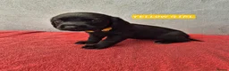 Springador dogs for sale: Springador Puppies - Advert 6