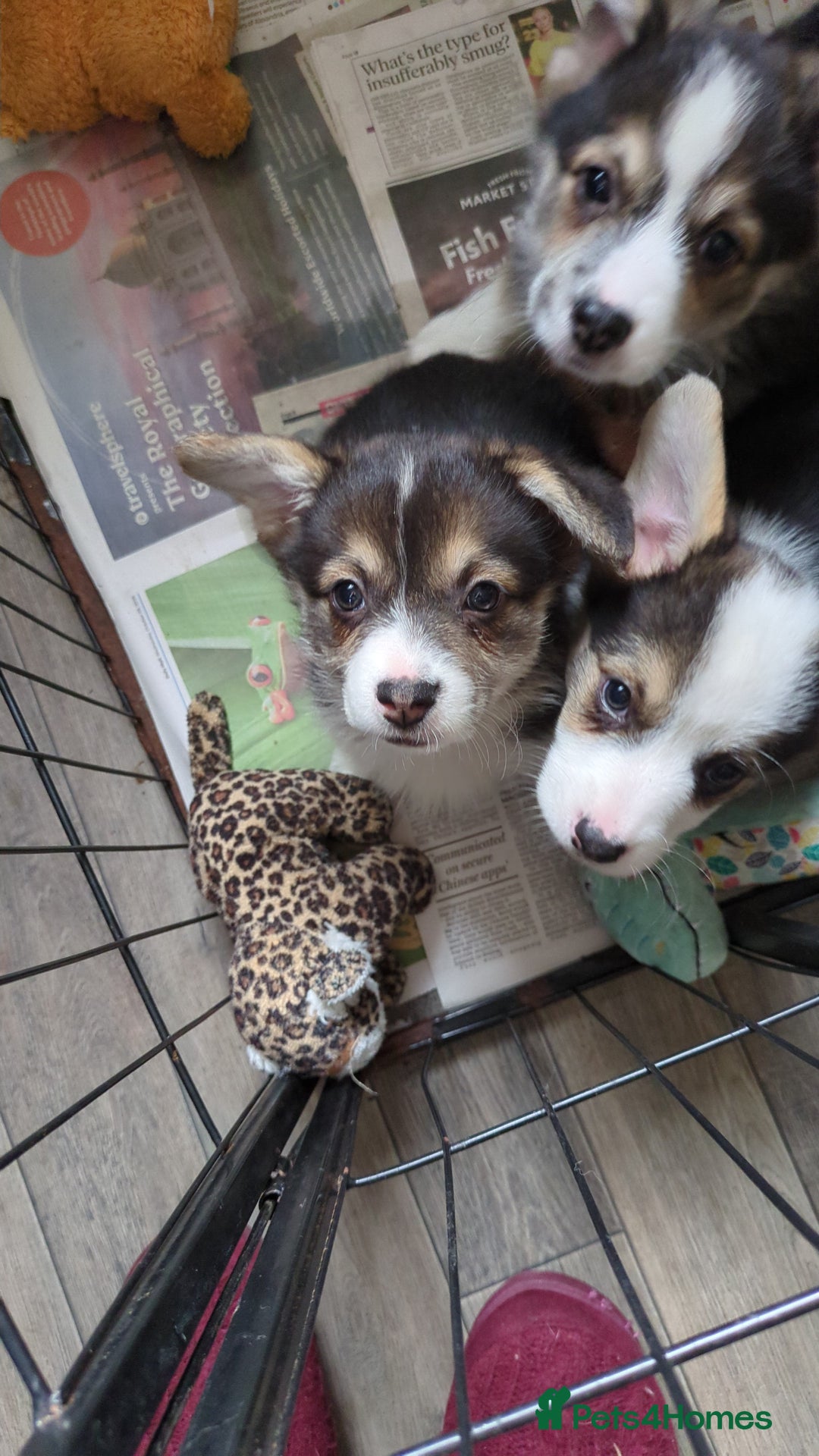 Welsh Corgi Pembroke dogs for sale: Well bred pembs pups DNA clear DM,eic, Vwd ,pra - Image 7