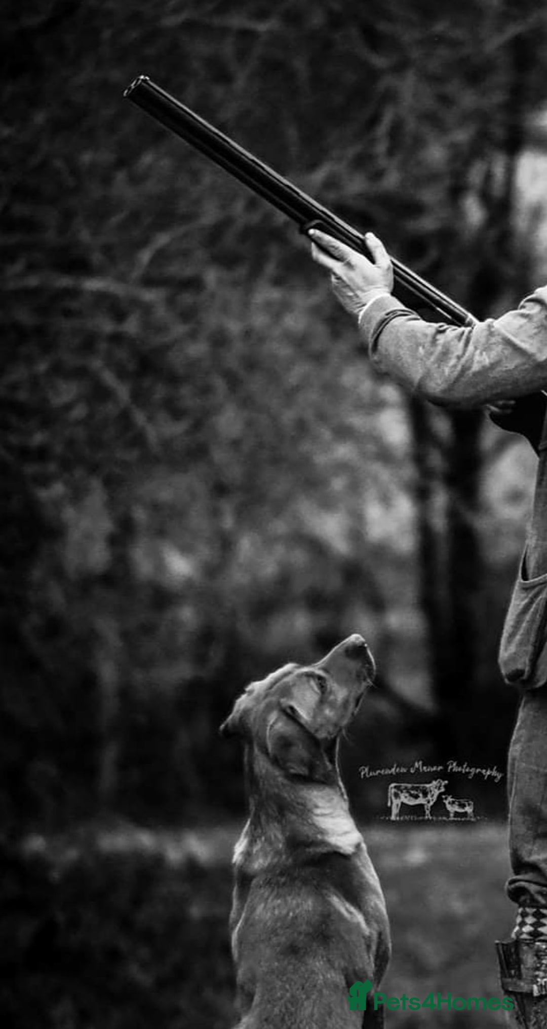 Labrador Retriever dogs for sale: Well bred KC labrador puppies - Advert 7