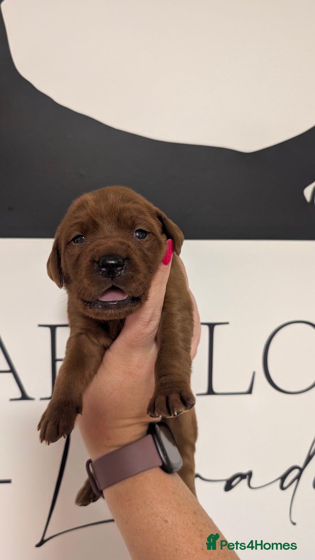 Labrador Retriever dogs for sale: Exceptionally dark fox red Labrador puppies  - Advert 5
