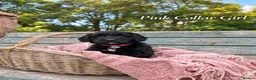 Goldendoodle dogs for sale: Miniature Golden Doodles - Merle, Red & Black  - Advert 28