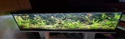 Tetras fish for sale: 160L tank with stand - Advert 3