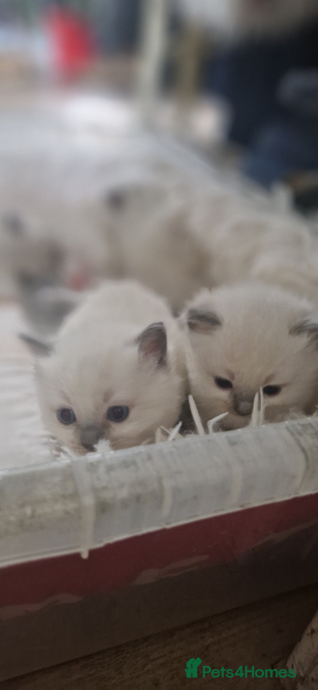 Ragdoll cats for sale: Pure Bred Ragdolls - Advert 6