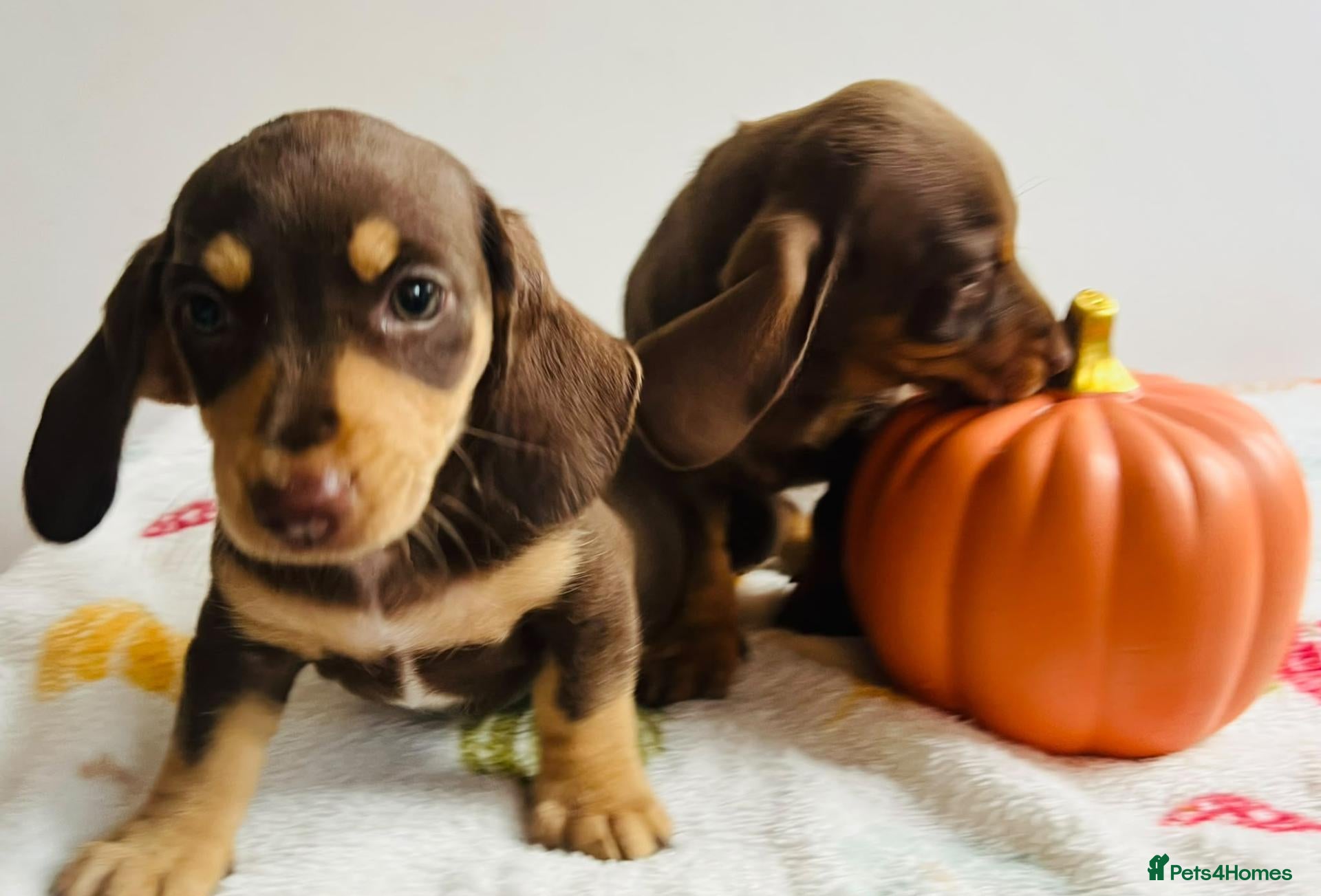Miniature Dachshund dogs Miniature dachshund  - Advert 1