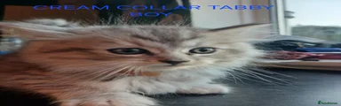 Ragdoll 2