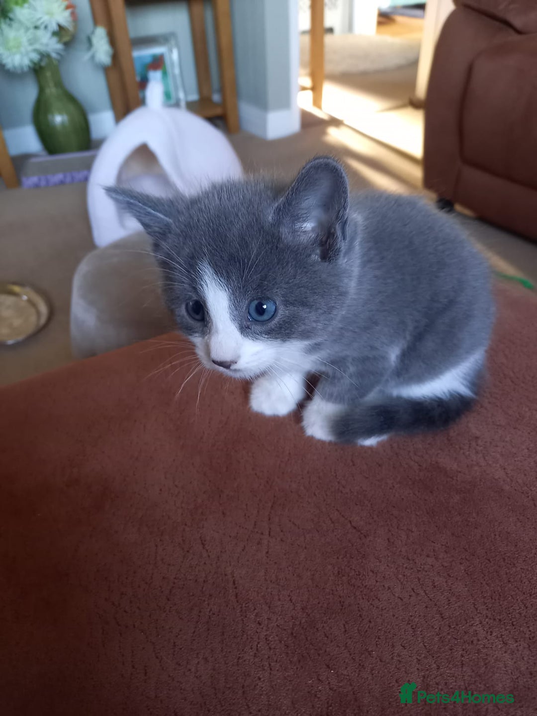 Mixed Breed cats for sale: 2 BEAUTIFUL BOY KITTENS AVAILABLE  - Image 16