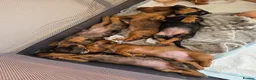 Dachshund dogs for sale: 5 Dachshund puppies  in Horley - Advert 24