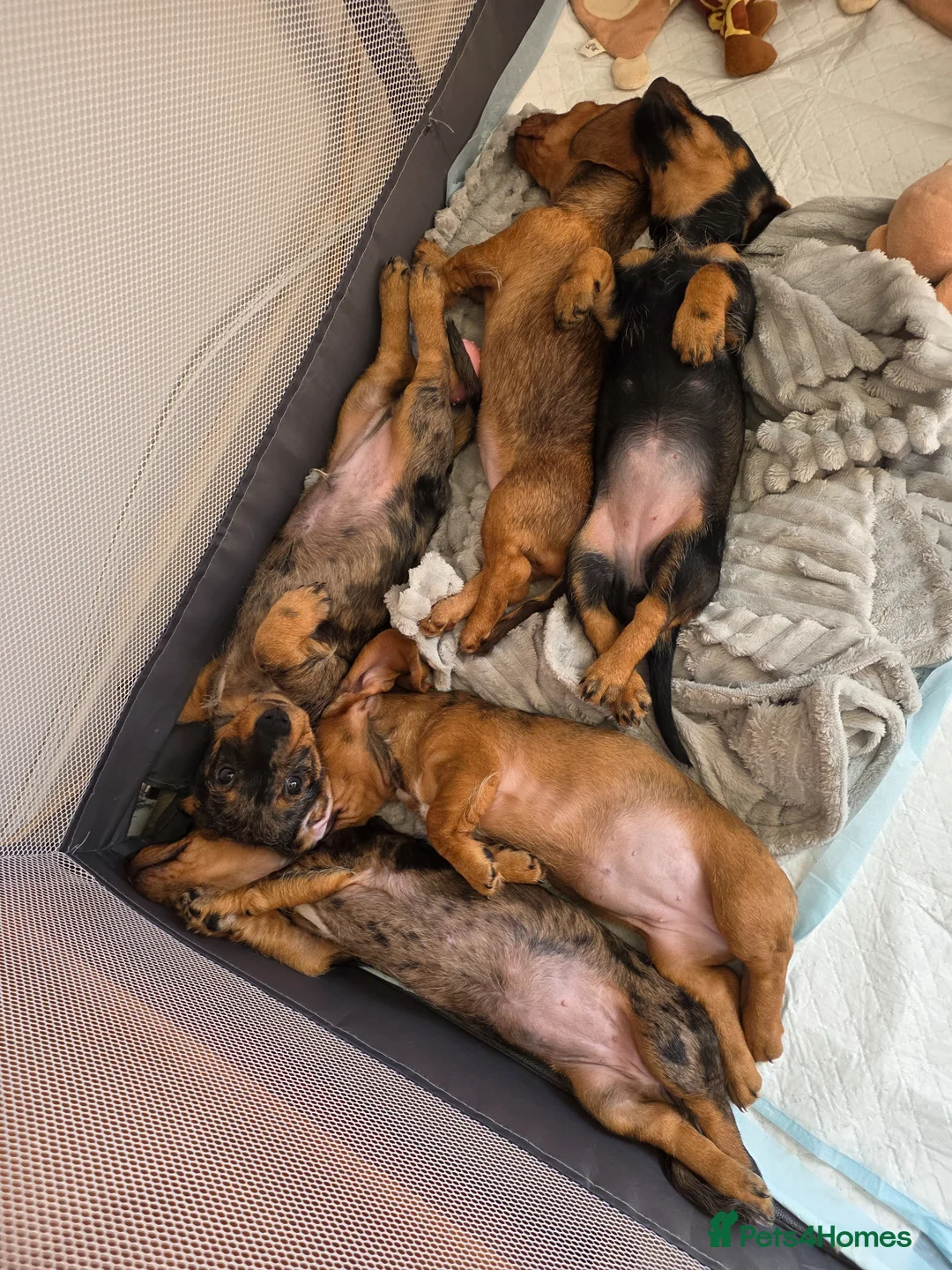 Dachshund dogs for sale: 5 Dachshund puppies  in Horley - Advert 24