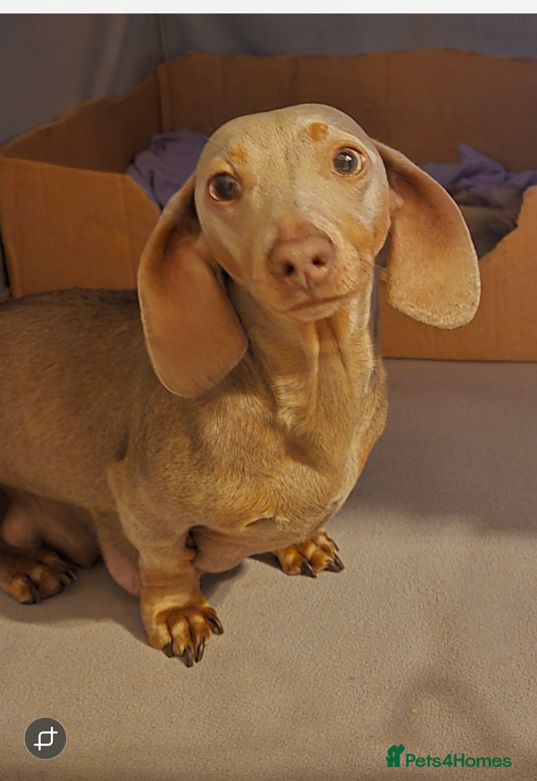 Dachshund dogs for sale: Male miniature dauchounds puppys - Advert 4