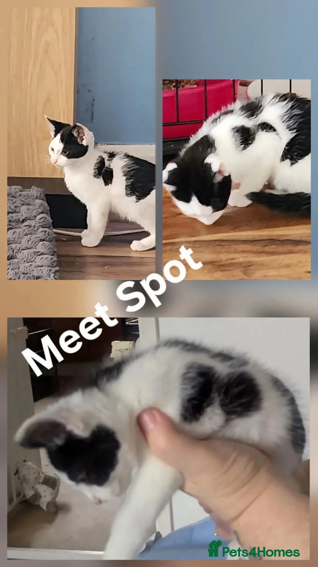Mixed Breed cats for adoption: Kittens (Rescue)  in Halesowen - Advert 7