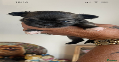 Chihuahua dogs - Advert 4