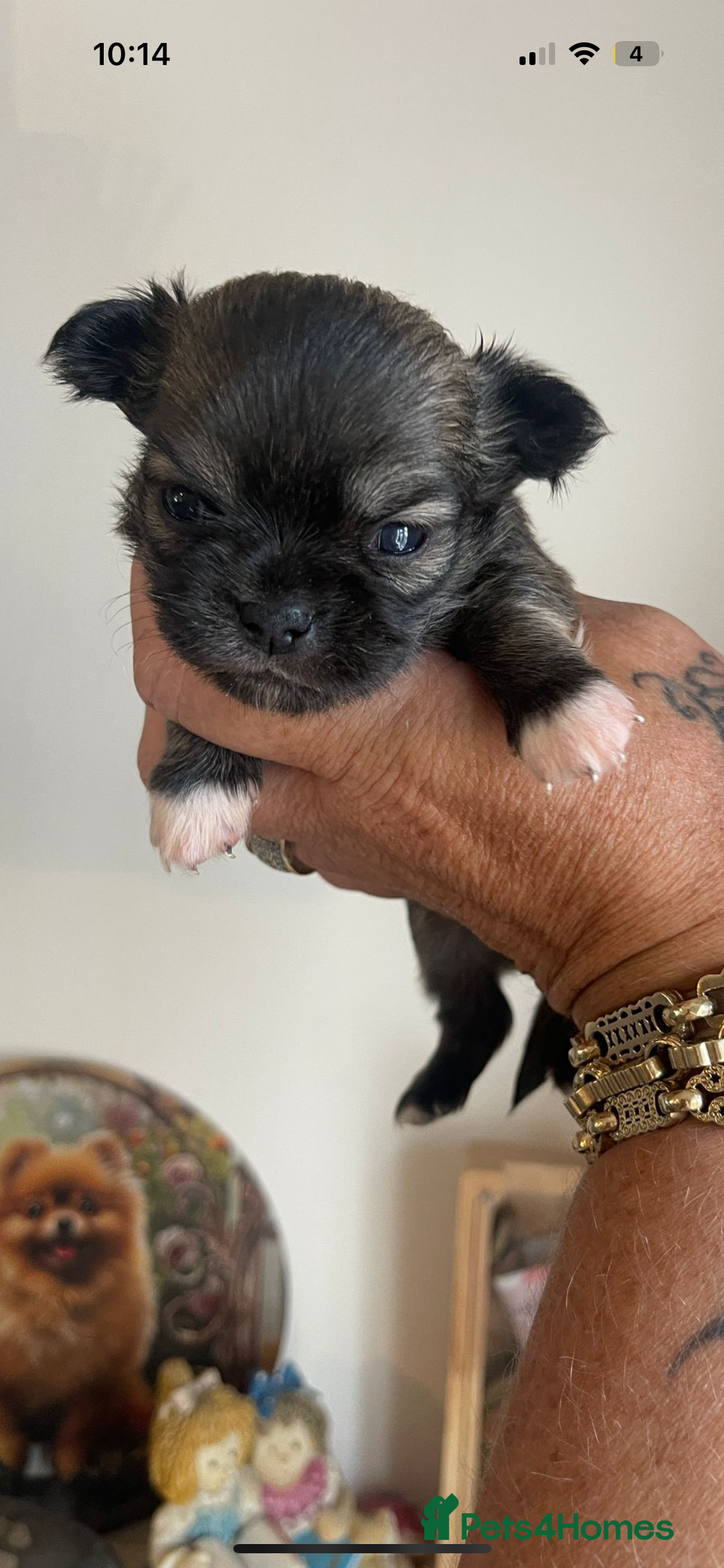 Chihuahua dogs for sale: KC Reg tiny Chihuahua puppies - Image 3